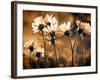 Warm and Sunny-Ursula Abresch-Framed Photographic Print