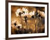 Warm and Sunny-Ursula Abresch-Framed Photographic Print