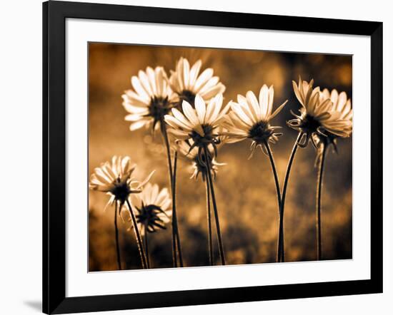 Warm and Sunny-Ursula Abresch-Framed Photographic Print