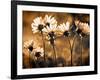 Warm and Sunny-Ursula Abresch-Framed Photographic Print