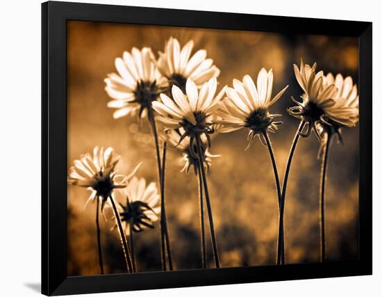 Warm and Sunny-Ursula Abresch-Framed Photographic Print