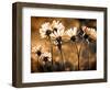 Warm and Sunny-Ursula Abresch-Framed Photographic Print