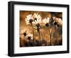 Warm and Sunny-Ursula Abresch-Framed Photographic Print