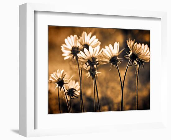 Warm and Sunny-Ursula Abresch-Framed Photographic Print