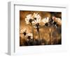 Warm and Sunny-Ursula Abresch-Framed Photographic Print