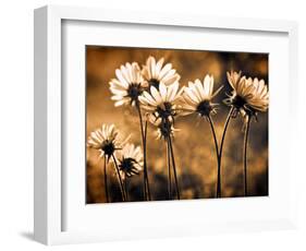 Warm and Sunny-Ursula Abresch-Framed Photographic Print