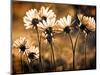 Warm and Sunny-Ursula Abresch-Mounted Photographic Print