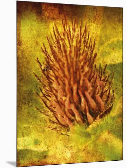 Warm Clover-Osaria Copperstone-Mounted Giclee Print