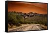 Warm Desert Sunset Scottsdale, Arizona-null-Framed Stretched Canvas