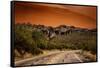 Warm Desert Sunset Scottsdale, Arizona-null-Framed Stretched Canvas