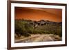 Warm Desert Sunset Scottsdale, Arizona-null-Framed Photo