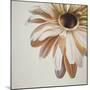 Warm Flower-Carolina Alotus-Mounted Giclee Print