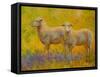 Warm Glow Sheep Pair-Marion Rose-Framed Stretched Canvas