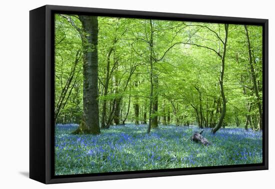 Warm Golden Light in Spring Bluebell Woods-Veneratio-Framed Stretched Canvas