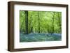 Warm Golden Light in Spring Bluebell Woods-Veneratio-Framed Photographic Print