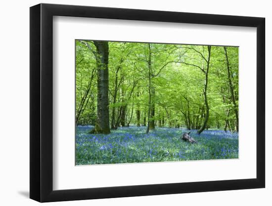 Warm Golden Light in Spring Bluebell Woods-Veneratio-Framed Photographic Print