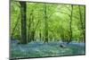 Warm Golden Light in Spring Bluebell Woods-Veneratio-Mounted Photographic Print