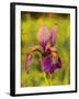 Warm Iris-Osaria Copperstone-Framed Giclee Print