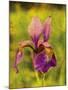 Warm Iris-Osaria Copperstone-Mounted Giclee Print