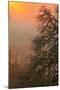 Warm Morning Light and Oak Trees Mount Diablo, Walnut Creek California-Vincent James-Mounted Photographic Print