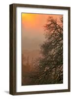 Warm Morning Light and Oak Trees Mount Diablo, Walnut Creek California-Vincent James-Framed Photographic Print