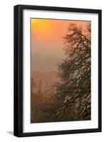 Warm Morning Light and Oak Trees Mount Diablo, Walnut Creek California-Vincent James-Framed Photographic Print