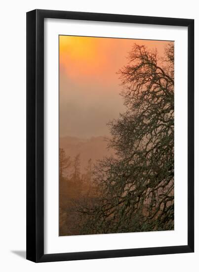 Warm Morning Light and Oak Trees Mount Diablo, Walnut Creek California-Vincent James-Framed Photographic Print