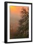 Warm Morning Light and Oak Trees Mount Diablo, Walnut Creek California-Vincent James-Framed Photographic Print