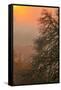 Warm Morning Light and Oak Trees Mount Diablo, Walnut Creek California-Vincent James-Framed Stretched Canvas