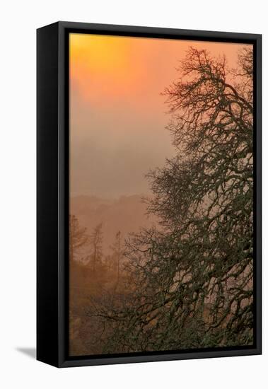 Warm Morning Light and Oak Trees Mount Diablo, Walnut Creek California-Vincent James-Framed Stretched Canvas