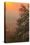 Warm Morning Light and Oak Trees Mount Diablo, Walnut Creek California-Vincent James-Stretched Canvas