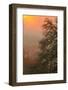 Warm Morning Light and Oak Trees Mount Diablo, Walnut Creek California-Vincent James-Framed Photographic Print