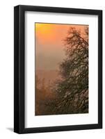 Warm Morning Light and Oak Trees Mount Diablo, Walnut Creek California-Vincent James-Framed Photographic Print