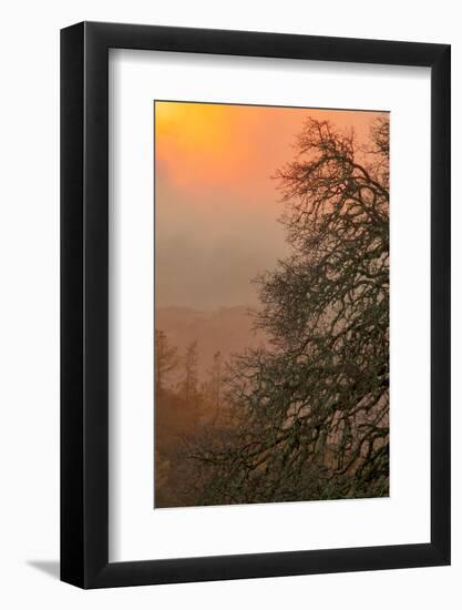 Warm Morning Light and Oak Trees Mount Diablo, Walnut Creek California-Vincent James-Framed Photographic Print