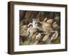 Warm Resting Spot-Trevor V. Swanson-Framed Giclee Print