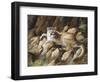 Warm Resting Spot-Trevor V. Swanson-Framed Giclee Print