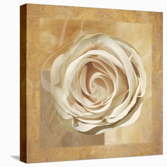 Warm Rose II-Lucy Meadows-Stretched Canvas