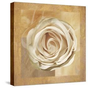 Warm Rose II-Lucy Meadows-Stretched Canvas