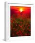 Warm sunset-Marco Carmassi-Framed Photographic Print
