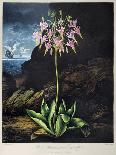Thornton: Hyacinths-Warner-Giclee Print