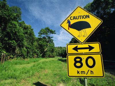 https://imgc.allpostersimages.com/img/posters/warning-road-sign-for-cassowaries-near-mission-beach-northeast-coast-of-queensland-australia_u-L-P7MQ3K0.jpg?artPerspective=n
