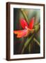 Brown Frame