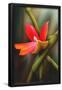 Essential Black
