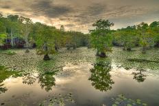 Cypress Swamp Reflections-WarrenPrice-Mounted Photographic Print