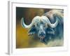 Warrior - African Cape Buffalo-Kim Thompson-Framed Giclee Print