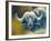 Warrior - African Cape Buffalo-Kim Thompson-Framed Giclee Print