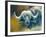 Warrior - African Cape Buffalo-Kim Thompson-Framed Giclee Print