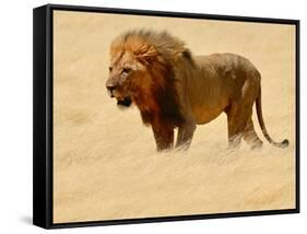 Warrior, Etosha, 2018-Eric Meyer-Framed Stretched Canvas