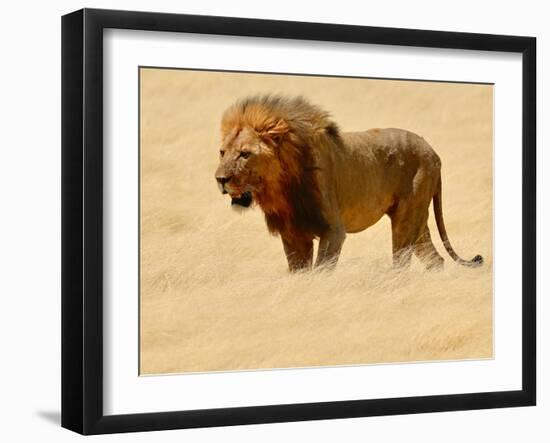 Warrior, Etosha, 2018-Eric Meyer-Framed Photographic Print