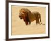 Warrior, Etosha, 2018-Eric Meyer-Framed Photographic Print